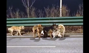 viral 7 anjing china 780x470 1